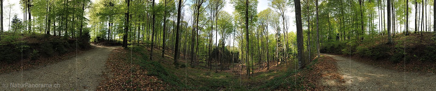 P004817a: 360° Panoramafoto Frühlingswald
