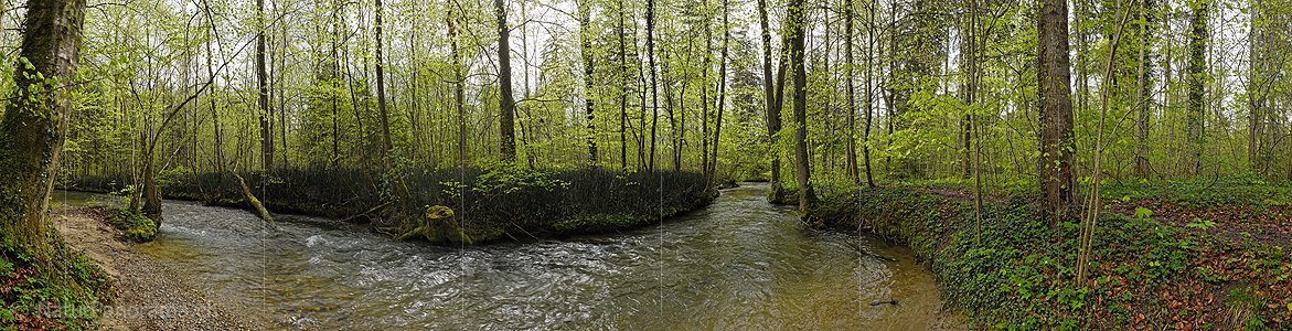 P026184: Panoramafoto Wasserlauf im frühlingshaften Auenwald