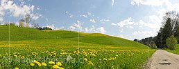 P000133: Panorama Wiese mit blühendem Löwenzahn