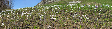 P000950: Panorama Bergfrühling mit Krokus