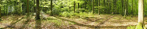 P000972: Waldpanorama