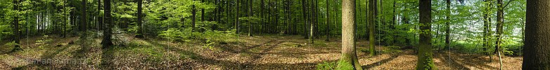 P000973: Panoramabild Weg im Frühlingswald