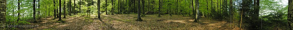 P000974: Panoramabild Wald