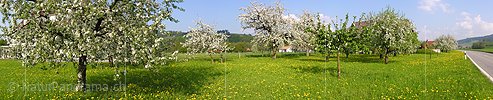 P000986: Panoramafoto Blühende Apfelbäume