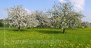 P000988: Panoramafoto Blühende Apfelbäume