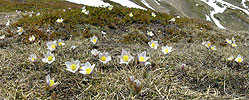 P001000: Panoramafoto Bergfrühling: Pelzanemonen im Binntal