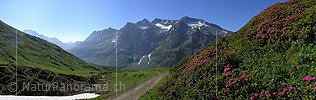 P001167: Panorama Blühende Alpenrosen in Berglandschaft