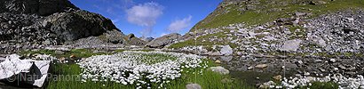 P001294: Panoramabild Wollgras