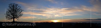P001633: Panorama Sonnenuntergang mit Baum (Linde)