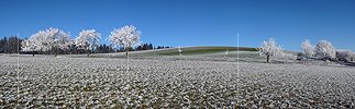 P001742: Panorama Bäume mit Raureif