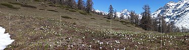 P002100: Panoramabild Krokuswiese und Berg