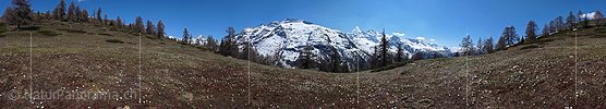 P002101: Panoramabild Krokuswiese vor verschneiten Bergen