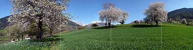P002111: Panorama Blühende Bäume
