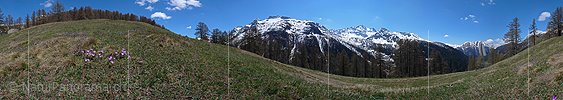 P002120: Panoramabild Farbtupfer in Alpweide