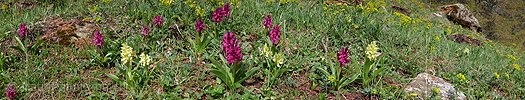 P002142: Panoramabild Knabenkraut (Orchideen)