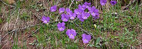 P002150: Panoramabild Stiefmütterchen