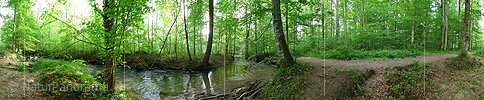 P002208: Panoramabild Auenlandschaft und Auenwald