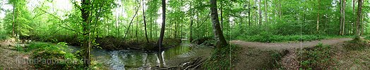 P002208a: Panoramabild Auenlandschaft und Auenwald