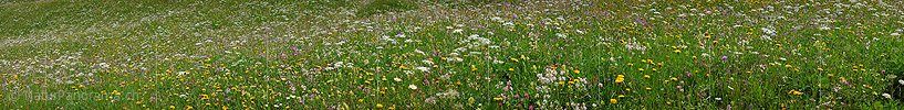 P002259: Panoramafoto einer blühenden Heuwiese/Blumenwiese.