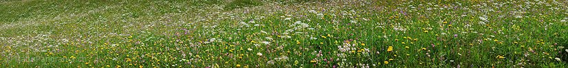 P002259a: Panoramafoto einer blühenden Heuwiese/Blumenwiese.