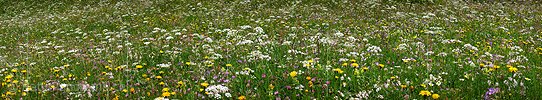 P002262: Panoramabild Heuwiese