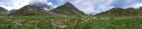 P002294: Panoramabild Schwefelanemonen