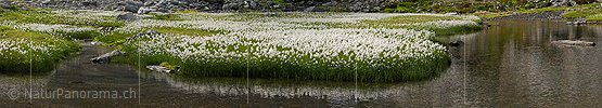 P002405: Panoramabild Wollgras an Bergbach/Bergsee