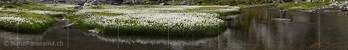 P002406: Panoramabild Wollgras und Wasser