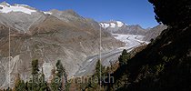 P002670: Large panoramic Aletsch forest