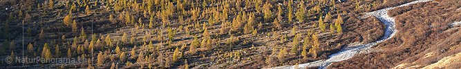P002735: Panoramic picture autumnal larch wood in the stripe light