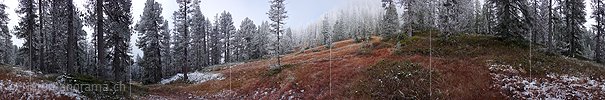 P002752: Panoramabild Föhrenwald mit Raureif