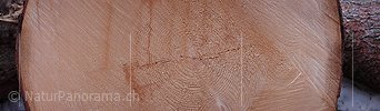 P002892: Panoramic image tree rings, tree trunk