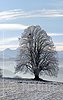 P002992: Grossbild Baum (Linde)