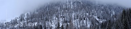 P003051: Panoramabild Leicht verschneiter Lärchenwald