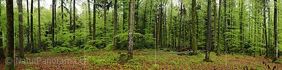 P003442: Panoramabild Bei Regen im Frühlingswald