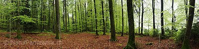 P003443: Panoramafoto Bei Regen im Frühlingswald