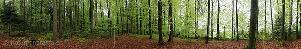 P003451a: Large panoramic image Deciduous forest during a light rain