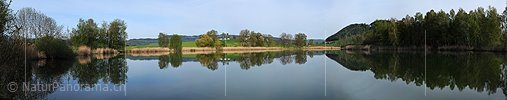 P003464: Panoramabild Spiegelung von Bäumen im Gerzensee