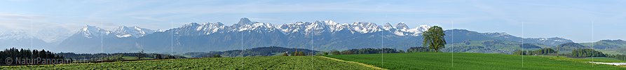P003471: Panoramabild Frühlingslandschaft mit Stockhornkette