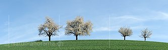 P003481: Panoramabild Blühende Bäume