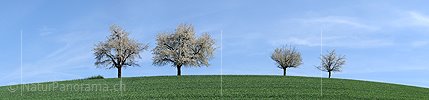 P003482: Large panoramic Blooming trees