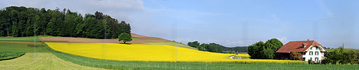 P003591: Panoramabild blühendes Rapsfeld und Haus