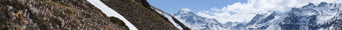 P003613: Panoramabild Pelzanemonen vor Ofenhorn