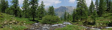 P003722a: Grosspanoramabild Bergbach in lichtem Lärchenwald