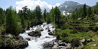 P003724: Grosspanorama Sprudelnder Bergbach in lichtem Lärchenwald