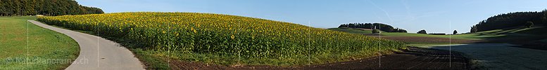 P004235: Grosspanorama Sonnenblumenfeld