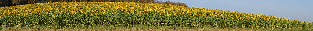 P004311: Panorama Sonnenblumenfeld