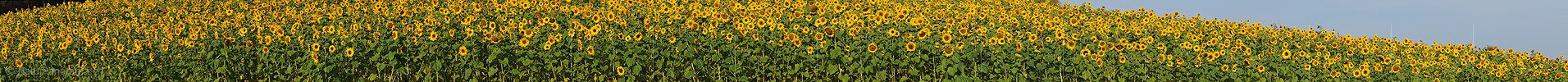 P004312: Panoramabild Sonnenblumenfeld
