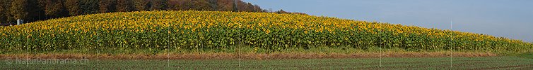 P004313: Grosspanoramabild Sonnenblumenfeld