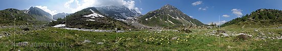 P004444: 360° Panorama Schwefelanemonen in Berglandschaft